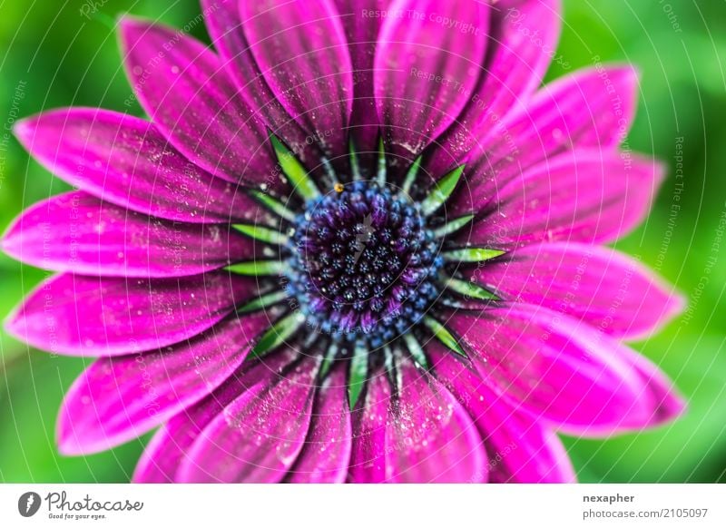 Floral Blumen-Nahaufnahme Umwelt Natur Pflanze Frühling Sommer beobachten Blühend Blick leuchten verblüht ästhetisch Duft fantastisch Fröhlichkeit frisch schön