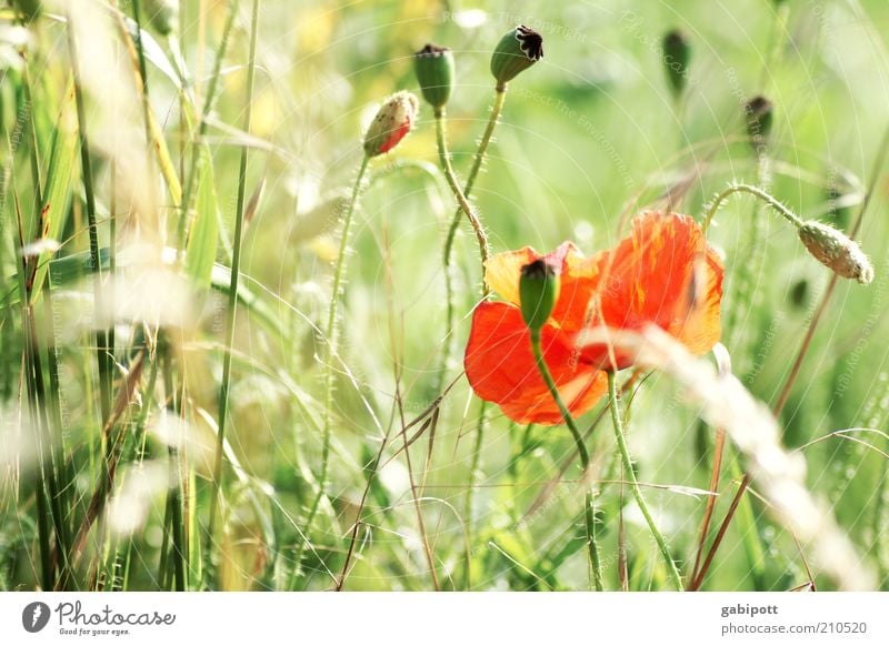 immer wieder mohntag... Umwelt Natur Landschaft Pflanze Blume Blüte Mohn Mohnblüte Mohnkapsel Mohnfeld Mohnblatt Duft wild grün rot authentisch Sommer