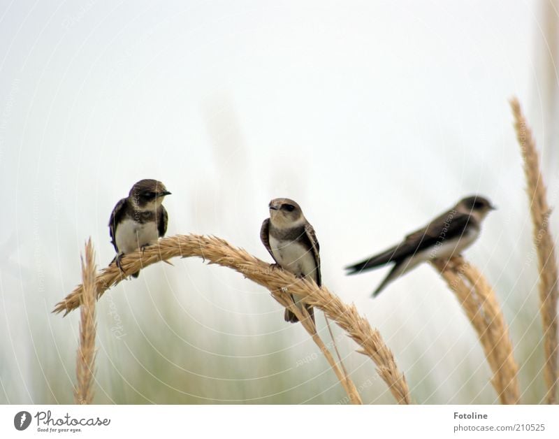 Kaffeeklatsch Umwelt Natur Tier Luft Himmel Sommer Pflanze Gras Wildtier Vogel Tiergesicht Flügel hell natürlich sitzen Schwalben Strandhafer Farbfoto