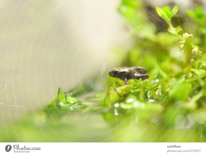 Willi nimmt ein Bad Tier Frosch 1 Tierjunges hocken klein grün winzig Wasser Wasserpflanze Blatt Seeufer Nahaufnahme Makroaufnahme Tierporträt sitzen hockend