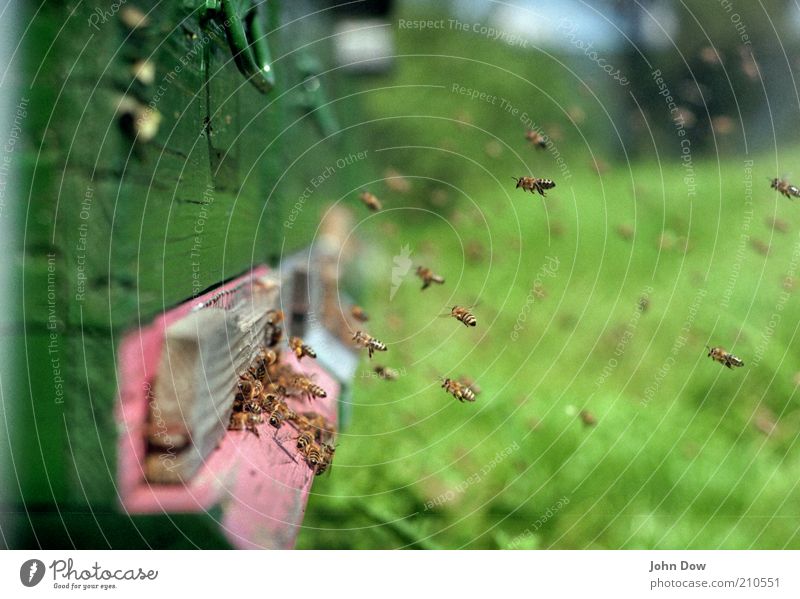 Ungestümer Luftverkehr Sommer Biene Schwarm fliegen viele emsig fleißig Honig Summen arbeitsfreudig Bienenstock Nahaufnahme fliegend Schweben Honigbiene