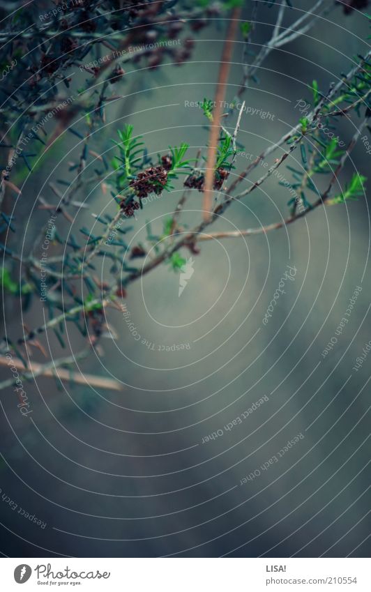 take care Umwelt Natur Landschaft Pflanze Sommer Grünpflanze Wildpflanze blau braun grün ruhig Tannennadel Farbfoto Außenaufnahme Detailaufnahme Makroaufnahme