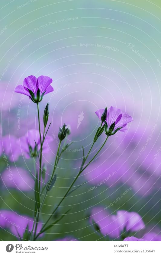 Blumentraum harmonisch Wohlgefühl Sinnesorgane Erholung ruhig Duft Umwelt Natur Pflanze Frühling Sommer Blüte Nutzpflanze Wildpflanze Leingewächse Garten Feld