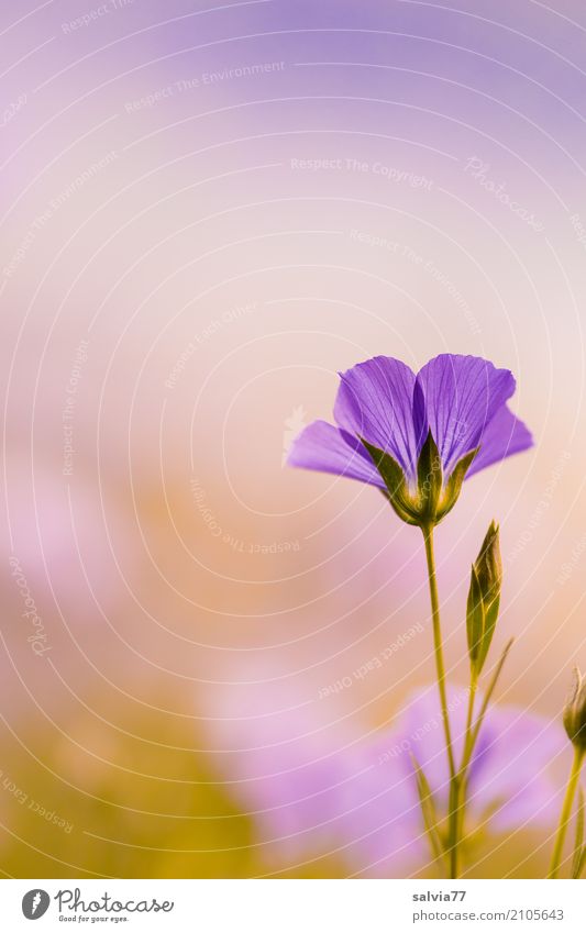 Zart Gesunde Ernährung harmonisch Sinnesorgane ruhig Meditation Duft Umwelt Natur Sommer Pflanze Blume Blüte Nutzpflanze Lein Wiese Feld Blühend schön blau grau