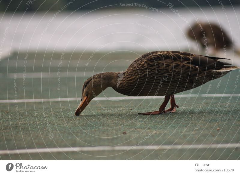 Ente Ente Ente Ente schlechtes Wetter Seeufer Tier Wildtier Vogel 1 Kunststoff Wasser Streifen Fressen kalt nass natürlich Neugier braun grau grün fleißig Suche