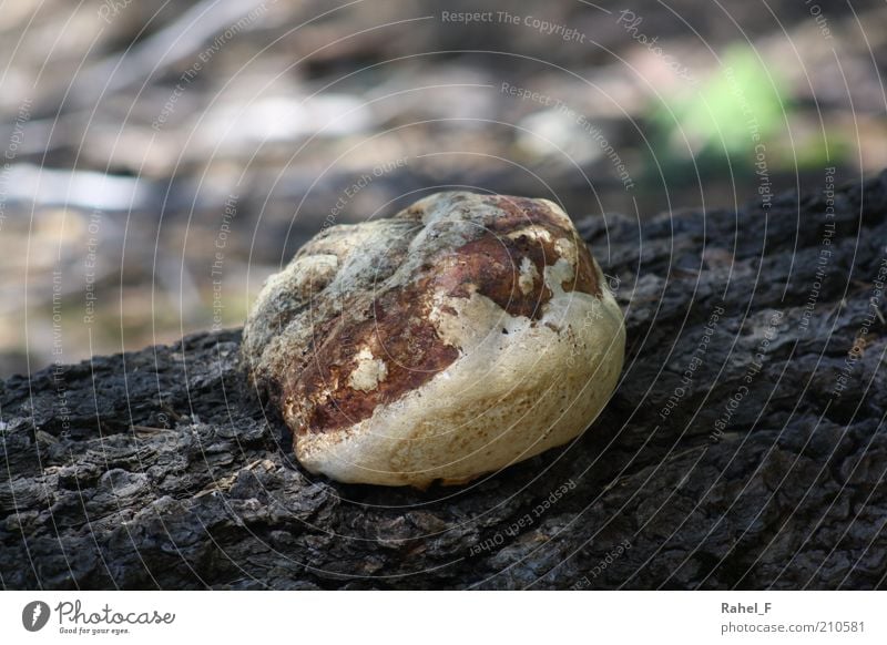 keep living Natur Erde Baum Wildpflanze Felsen Stein Holz Wachstum alt außergewöhnlich rebellisch rund braun grau geduldig ruhig Neugier Interesse Einsamkeit