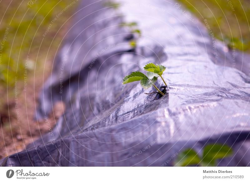 Wachsen Umwelt Natur Pflanze Sommer Blatt Nutzpflanze Feld grau grün Landwirtschaft Ernte Wachstum brechen Durchbruch Unkraut Geborgenheit gedeihen sprießen