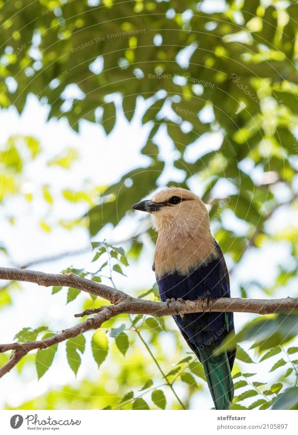 Nördliche Purpurwalze namens Coracias naevius naevius Natur Pflanze Baum Park Tier Wildtier Vogel Tiergesicht Flügel 1 wild mehrfarbig gelb grün violett türkis