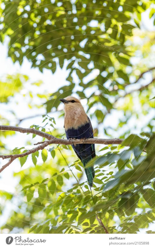 Nördliche Purpurwalze namens Coracias naevius naevius Natur Pflanze Baum Tier Wildtier Vogel Tiergesicht Flügel 1 wild gelb grün violett weiß Nordviolette Walze