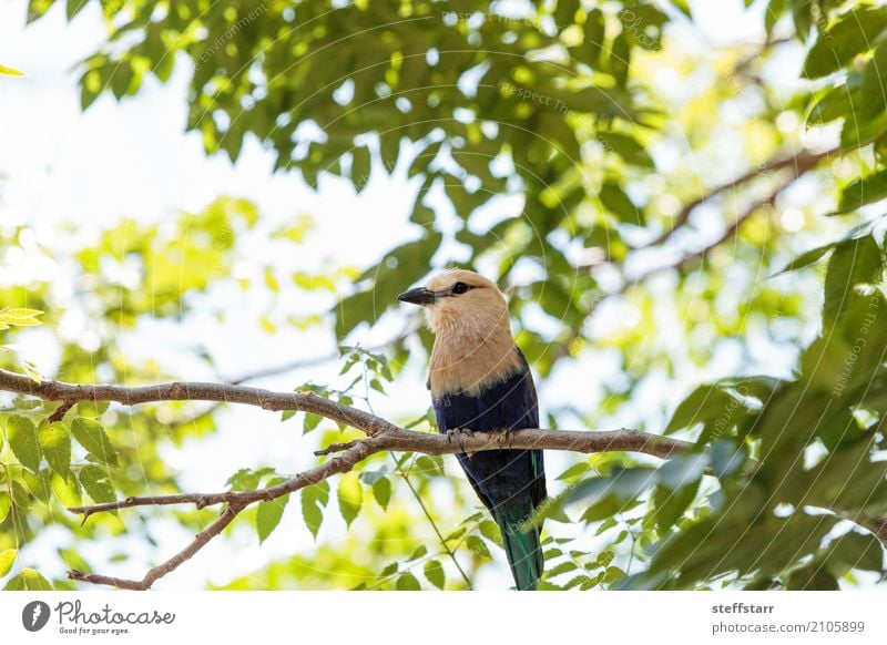 Nördliche Purpurwalze namens Coracias naevius naevius Natur Pflanze Baum Tier Wildtier Vogel Tiergesicht Flügel 1 wild braun gelb grün violett weiß