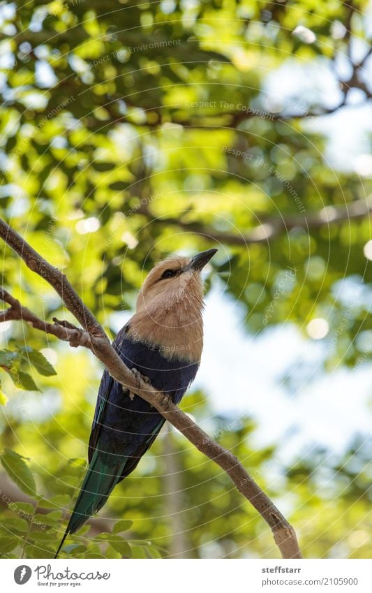 Nördliche Purpurwalze namens Coracias naevius naevius Natur Pflanze Baum Tier Wildtier Vogel Tiergesicht Flügel 1 wild grün violett weiß Nordviolette Walze