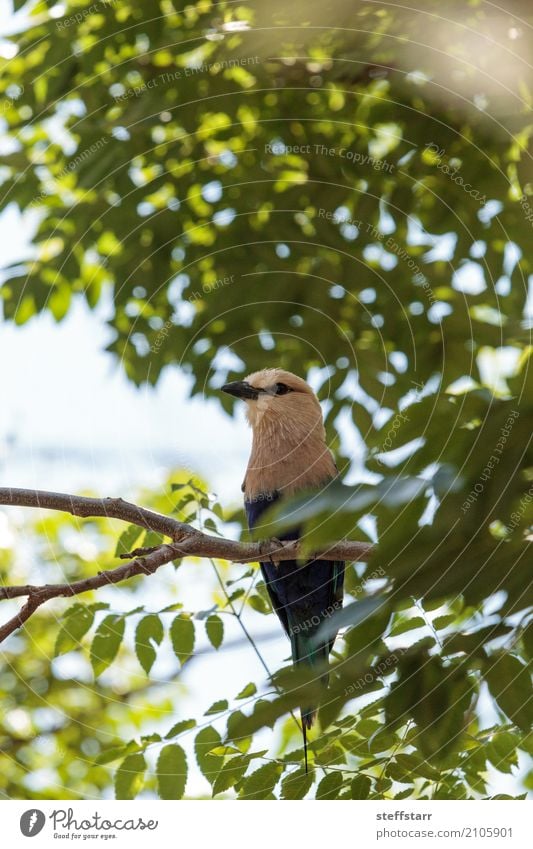 Nördliche Purpurwalze namens Coracias naevius naevius Natur Baum Tier Wildtier Vogel Tiergesicht Flügel 1 wild gelb grün violett weiß Nordviolette Walze