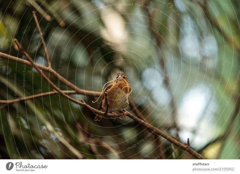 Pin-tailed Whydah Vogel Vidua macroura Natur Pflanze Baum Tier Wildtier Tiergesicht Flügel 1 braun gelb gold grün Spitzschwanzwitwe Wida Feder Schnabel