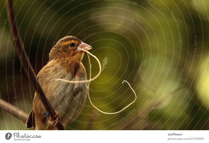 Pin-tailed Whydah Vogel Vidua macroura Natur Garten Tier 1 braun gelb gold grün Spitzschwanzwitwe Wida Feder Schnabel Wildvogel Tierwelt Farbfoto Morgen Blick