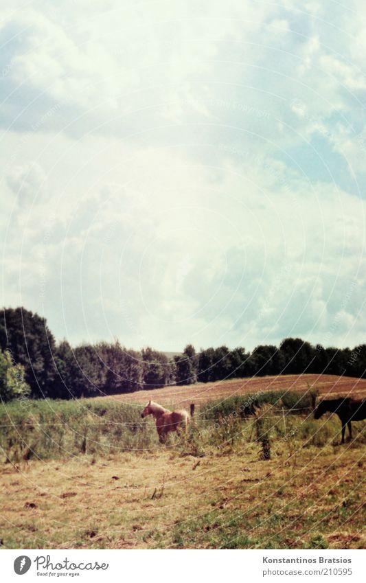 half black and full of beauty Himmel Wolken Frühling Sommer Schönes Wetter Baum Feld Pferd 2 Tier stehen authentisch schön Tierliebe Natur Weide Retro-Farben