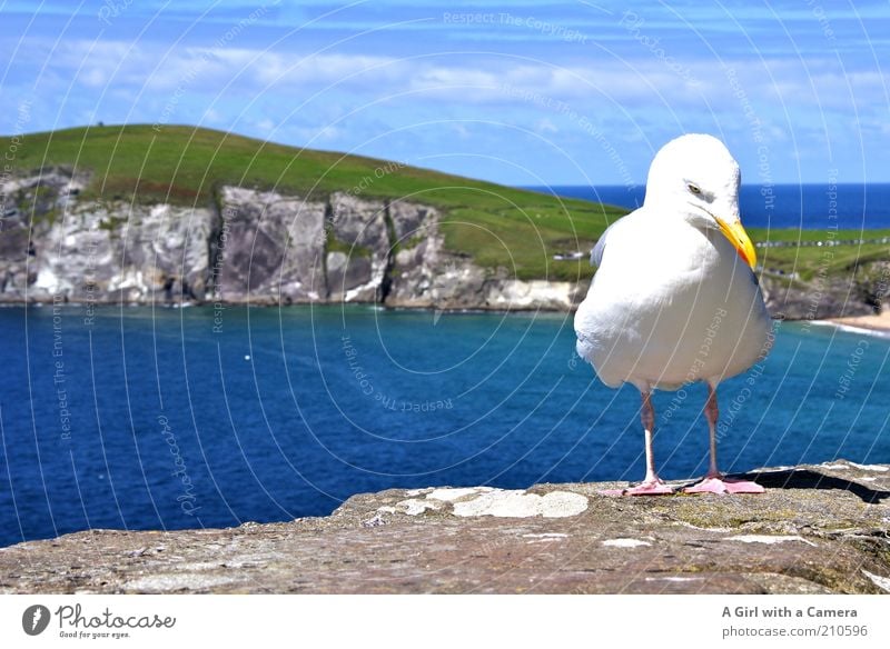 mal überlegen.... Vogel Flügel Möwe Möwenvögel 1 Tier leuchten Ferien & Urlaub & Reisen stehen warten frech schön Neugier niedlich blau grün weiß Zufriedenheit