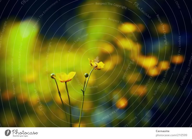 Neid Natur Sonnenlicht Sommer Blume ästhetisch dunkel dünn einfach wild weich Gefühle Stimmung Sehnsucht Einsamkeit Unschärfe Schweden Europa Eifersucht