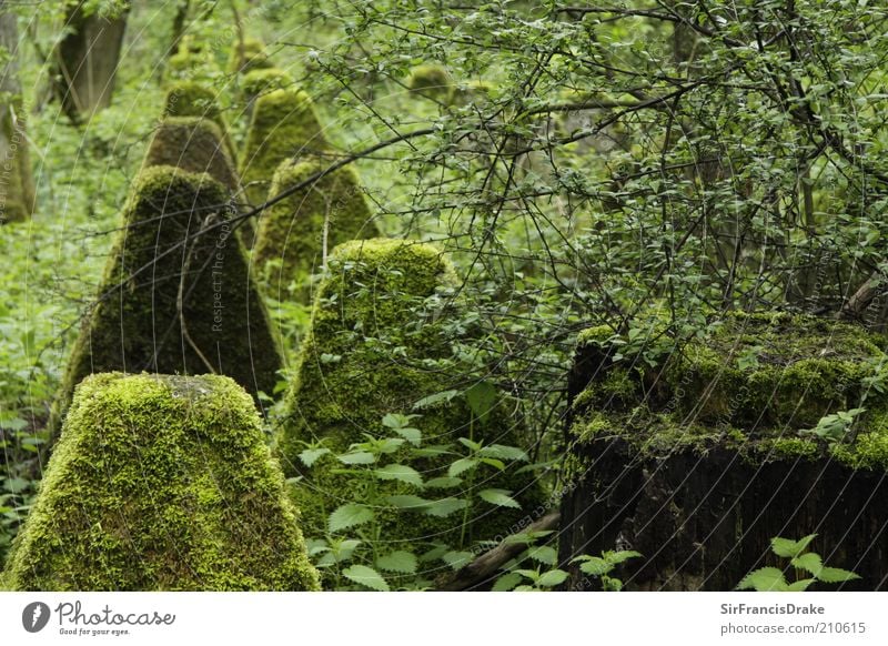 Vergessene Zeugen... Natur Landschaft Sträucher Moos Blatt Beton Schutz friedlich ruhig Ende Vergangenheit vergessen Farbfoto Außenaufnahme Menschenleer Tag