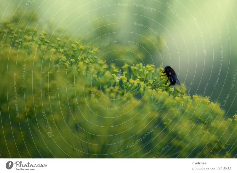 allein auf weiter Flur Küchenkräuter Natur Pflanze Tier Sommer Nutzpflanze Fliege 1 natürlich gelb grün schwarz Farbfoto Gedeckte Farben Außenaufnahme