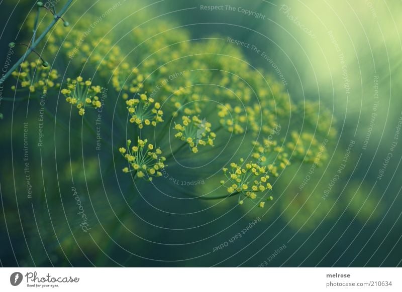 ganz unscheinbar Lebensmittel Kräuter & Gewürze Dillblüten Ernährung Natur Pflanze Nutzpflanze Blühend Wachstum frisch Gesundheit natürlich blau gelb grün