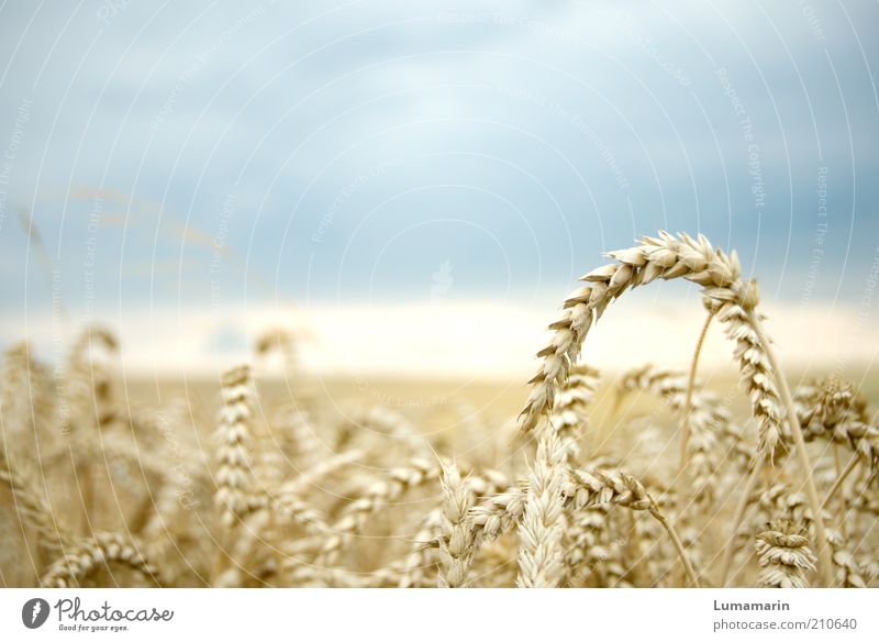 erntereif Lebensmittel Ernährung Umwelt Landschaft Gewitterwolken Horizont Sommer Pflanze Nutzpflanze Feld einfach frisch Gesundheit natürlich trocken Idylle