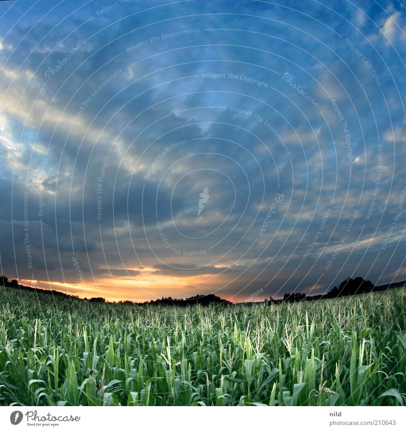 Festivalwetter Lebensmittel Mais Maisfeld Maiskolben Maisanbau Maispflanzen Umwelt Natur Landschaft Pflanze Himmel Wolken Horizont Nutzpflanze Feld fantastisch