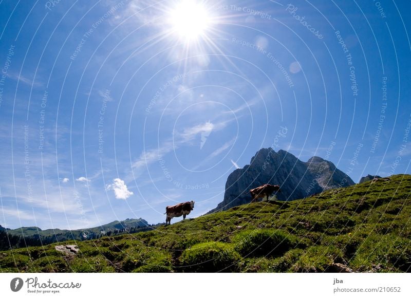 Bergkuh Freizeit & Hobby Ferien & Urlaub & Reisen Freiheit Sommer Sonne Berge u. Gebirge wandern Natur Tier Himmel Sonnenlicht Alpen Gipfel Nutztier Kuh 2