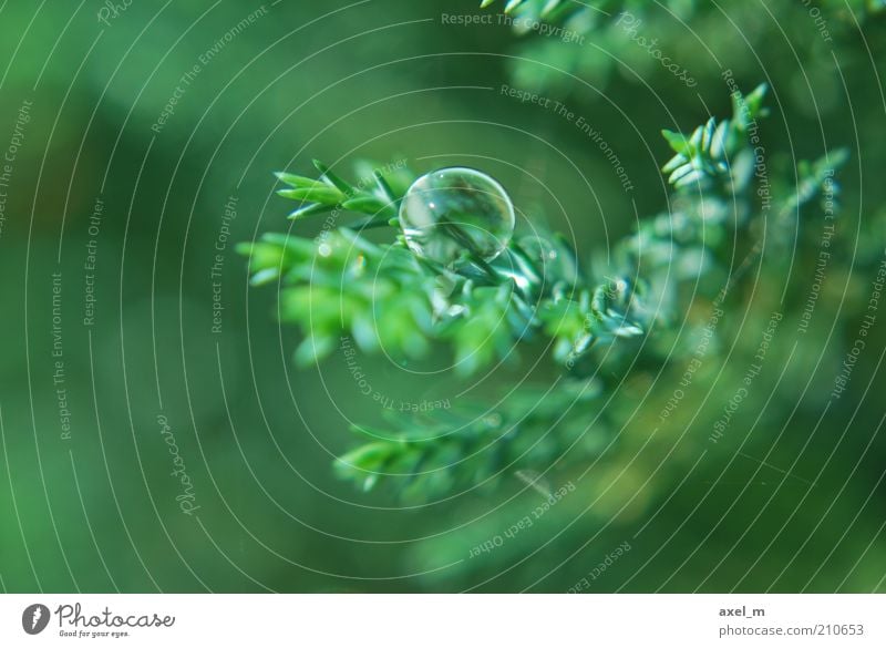 Wassertropfen 3 Natur Pflanze Regen Sträucher Grünpflanze glänzend hängen leuchten frisch nass Sauberkeit schön grün Frühlingsgefühle ruhig bizarr elegant