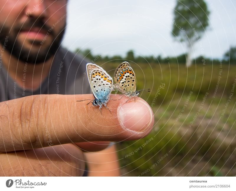 Paar auf dem Finger Natur Tier Sommer Schönes Wetter Garten Park Wiese Feld Heide Wildtier Schmetterling 2 Tierpaar beobachten frei blau braun orange weiß Glück