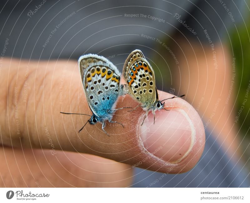 Pärchen Finger Natur Tier Sommer Schönes Wetter Garten Park Wiese Feld Wildtier Schmetterling 2 Tierpaar beobachten Liebe Sex Glück wild blau braun orange weiß