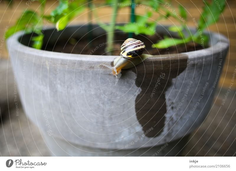 Wasser lassen Garten Schnecke 1 Tier Blumentopf klein nass Fleck krabbeln Schneckenhaus Schädlinge schleimig Farbfoto Außenaufnahme Nahaufnahme Menschenleer Tag