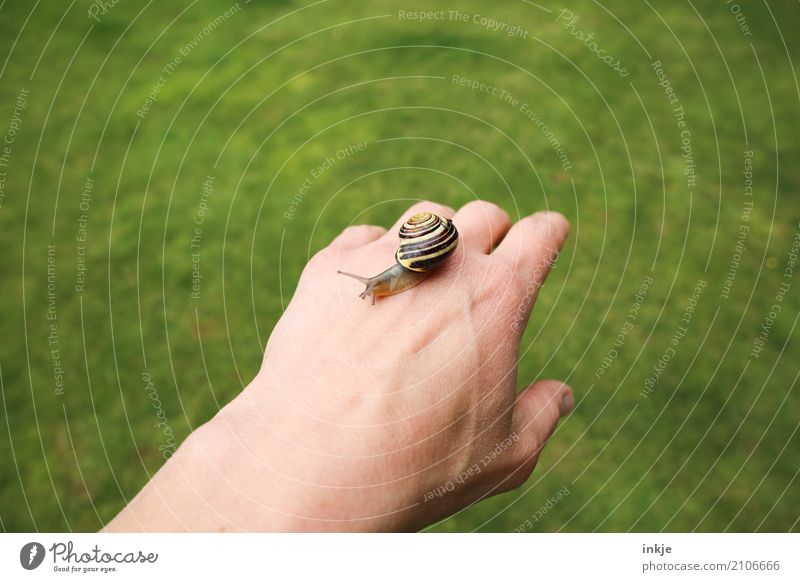 handzahm 3 Farbfoto Außenaufnahme Nahaufnahme Handrücken Schnecke krabbeln Tier schleimig Natur grün Weisheit beobachten Tierporträt Ganzkörperaufnahme klein