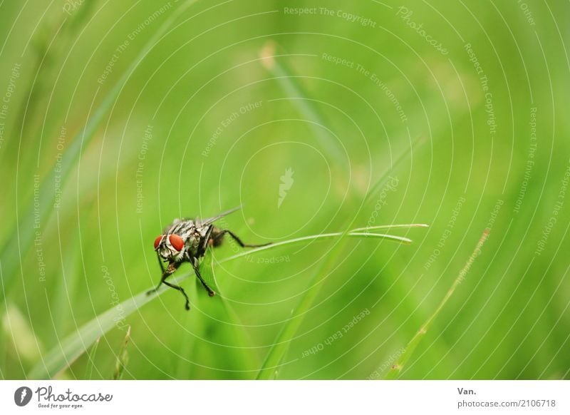 Guten Morgen! Natur Pflanze Tier Sommer Gras Garten Wiese Wildtier Fliege Insekt 1 klein grün rot Farbfoto mehrfarbig Außenaufnahme Nahaufnahme Makroaufnahme