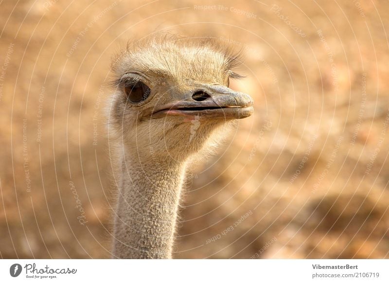 Vogel Strauss Tier Wildtier Tiergesicht 1 beobachten Blick Neugier braun Tierliebe Farbfoto Außenaufnahme Nahaufnahme Tag Tierporträt