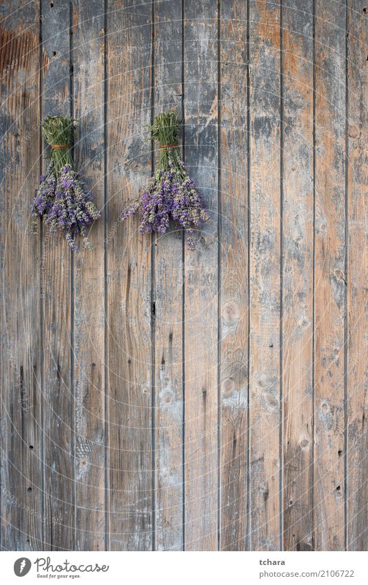 Lavendel Kräuter & Gewürze Stil Design Haus Dekoration & Verzierung Natur Pflanze Blüte Fassade Blumenstrauß Holz frisch natürlich blau braun Tür Konsistenz