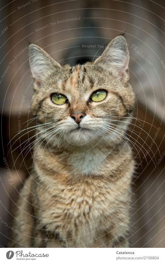 plem plem | find ich es im Moment; Katzenportrait Tiegerkatze 1 Tier beobachten sitzen schön klein braun gelb grün achtsam Gelassenheit Selbstbeherrschung