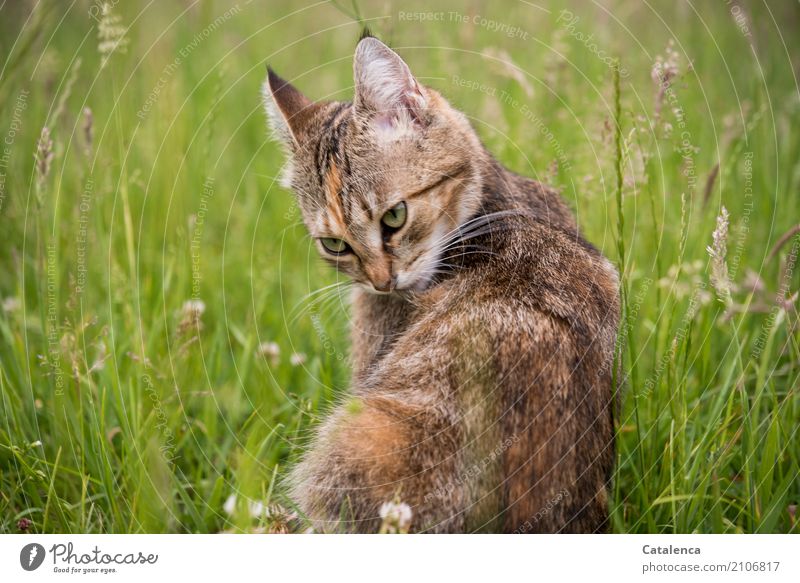 Körperpflege, Katze putzt sich Fellpflege Wohlgefühl Natur Pflanze Tier Sommer Gras Blüte Blühende Gräser Wiese 1 sitzen Sauberkeit feminin braun gelb grau grün