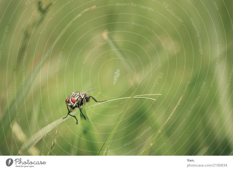 Pucki Natur Pflanze Tier Gras Halm Garten Wiese Fliege 1 klein grün rot Farbfoto Gedeckte Farben Außenaufnahme Nahaufnahme Makroaufnahme Menschenleer Tag