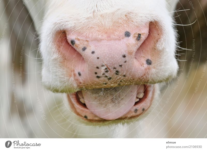 Muh Kuh Rind Bulle Maul Flotzmaul Zunge Nase Haare & Frisuren Bart Barthaare Gebiss Lippen schreien nah natürlich Natur Perspektive rebellieren Umwelt muhen