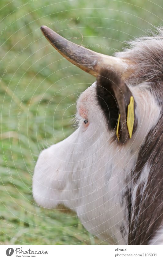 Luise Kuh Rind Bulle Horn Kopf liegen Blick bedrohlich nah natürlich Spitze Zufriedenheit Langeweile Abenteuer Gelassenheit Gesellschaft (Soziologie) Kontakt