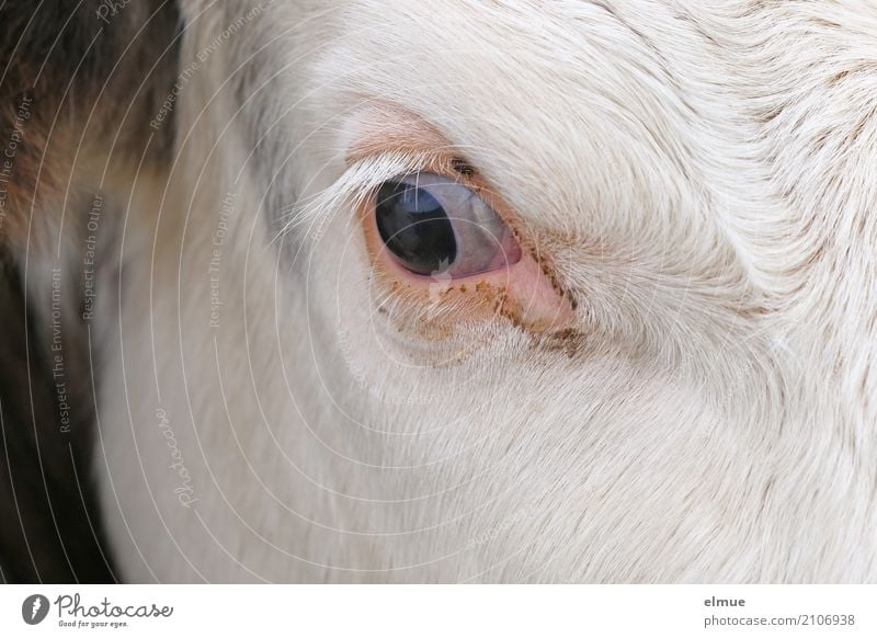 Rundblick Kuh Bulle Rind Fleckvieh Auge Wimpern Fell Glubschauge beobachten Kommunizieren Blick außergewöhnlich bedrohlich Vertrauen Verbitterung entdecken