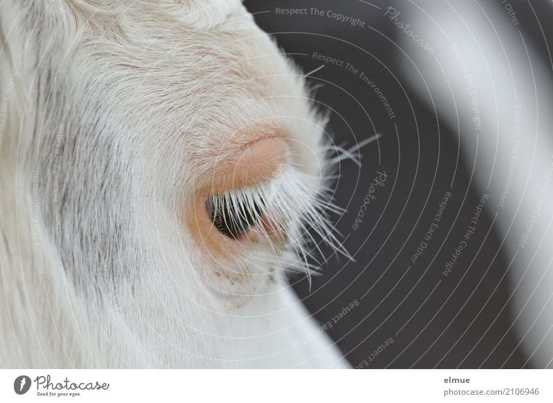 ungeschminkt Kuh Rind Bulle Auge Wimpern Wimperntusche Fell Kommunizieren Blick schön nah weiß Vertrauen Romantik Wachsamkeit ästhetisch Design elegant