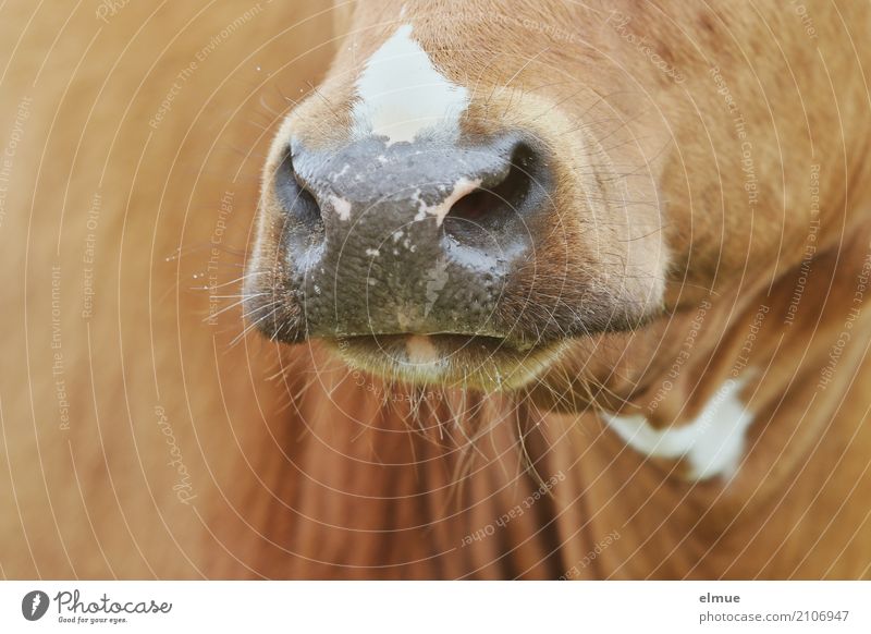 Bernadette Kuh Rind Flotzmaul Maul Fleckvieh Nüstern authentisch glänzend nah braun Vertrauen Tierliebe Neugier Stolz ästhetisch bizarr Design Kontakt