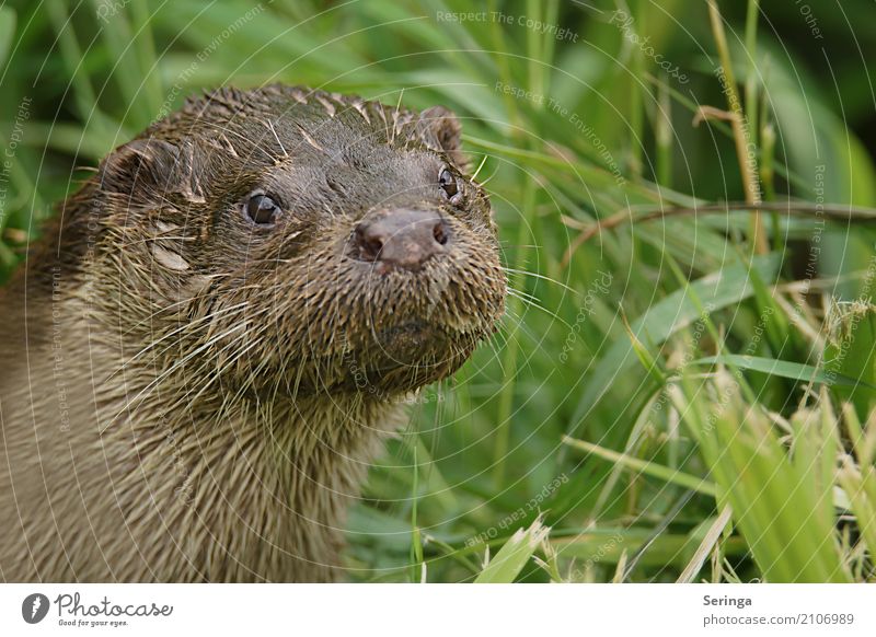 Seitenblick Natur Pflanze Tier Wildtier Tiergesicht Fell 1 Blick Fischotter Schilfrohr Farbfoto mehrfarbig Außenaufnahme Menschenleer Textfreiraum rechts Tag