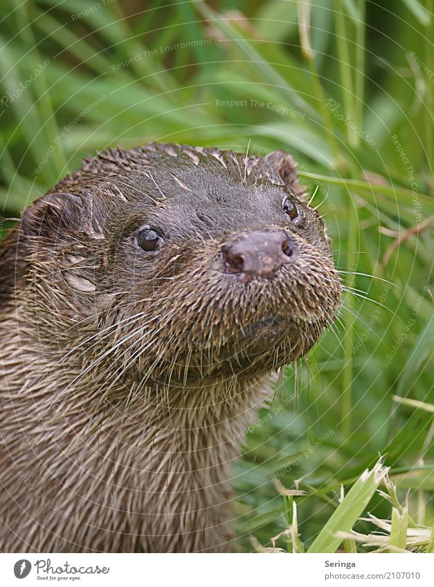 Schau her Tier Wildtier Tiergesicht Fell 1 Fressen Blick Schwimmen & Baden Fischotter Farbfoto mehrfarbig Außenaufnahme Detailaufnahme Menschenleer