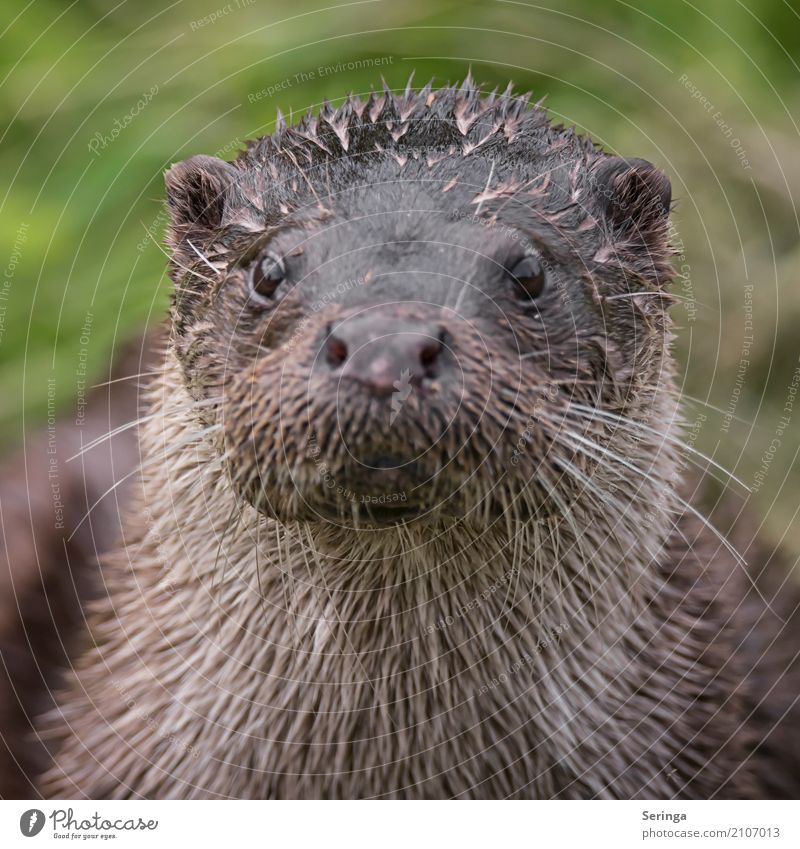 Aug in Aug mit einem Fischotter Tier Wildtier Tiergesicht Fell 1 Blick Farbfoto mehrfarbig Außenaufnahme Detailaufnahme Textfreiraum links Tag Licht Schatten