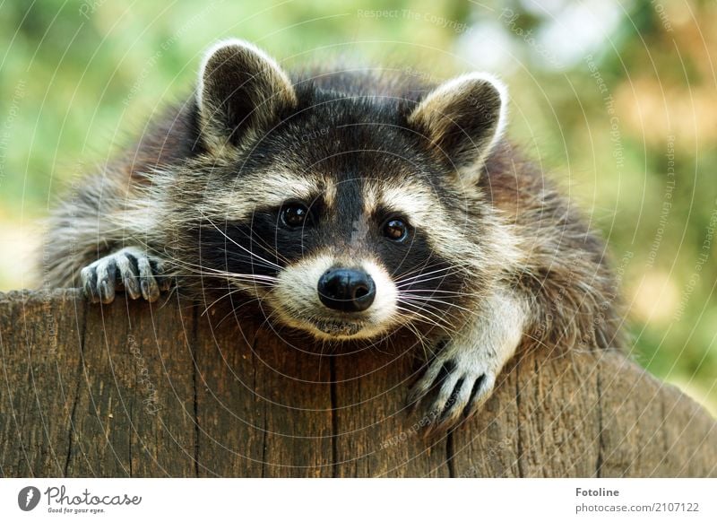 Hab mich liiiiiiiiiiiiieb! Umwelt Natur Pflanze Tier Sommer Schönes Wetter Wildtier Tiergesicht Fell Krallen Pfote 1 hell nah natürlich weich braun grau grün