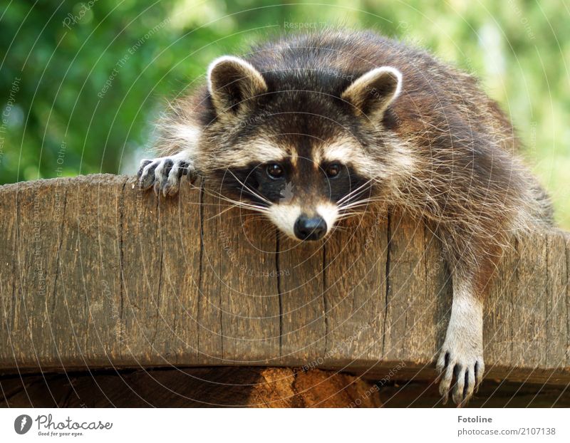 Chill mal Alder! Umwelt Natur Pflanze Tier Sommer Schönes Wetter Baum Wildtier Tiergesicht Fell 1 hell nah natürlich wild weich braun grün Waschbär Säugetier