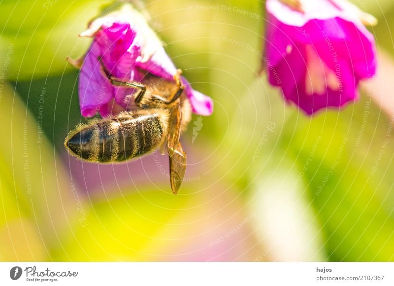 Biene auf Blüte schön Natur Pflanze Tier leuchten rot Romantik Apis mellifera Insekt Strahlen sonnig Blütenblatt Pollen sammeln wild Deustchland Farbfoto