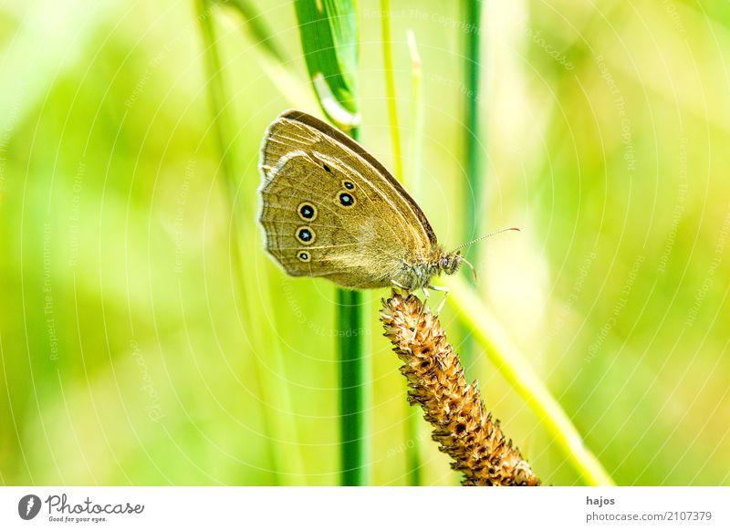 Brauner Waldvogel auf Spitzwegerich Tier Wildtier Schmetterling braun grün Aphantopus hyperantus Insekt Fleckenfalter Schädling saugen Nektar heimisch Farbfoto